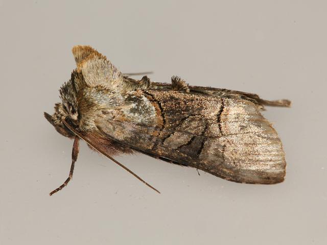 Abrostola tripartita The Spectacle Moth Images